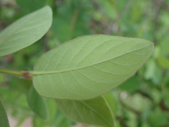 Lonicera