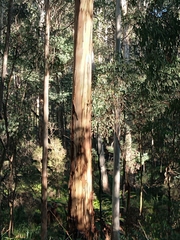 Eucalyptus cypellocarpa