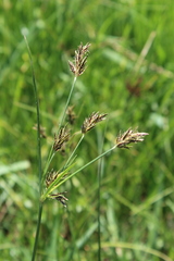 Cyperus rigidifolius
