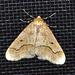 Linden Looper Moth - Photo (c) Aaron Carlson, some rights reserved (CC BY), uploaded by aarongunnar