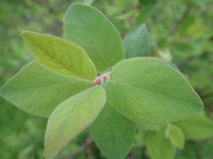 Lonicera