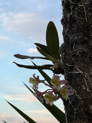 Rodriguezia granadensis, photograph (c) Bea Leiderman, some rights reserved (CC BY)