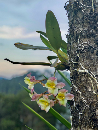 Rodriguezia granadensis, photograph 4