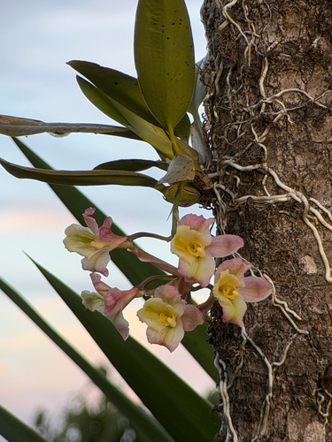 Rodriguezia granadensis, photograph 3