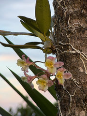 Rodriguezia granadensis, photograph (c) Bea Leiderman, some rights reserved (CC BY)