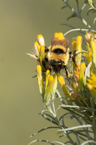 Red-belted Bumble Bee