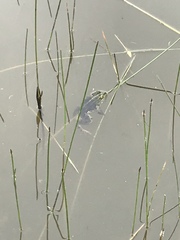 Pelophylax