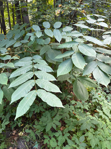 Наблюдение на iNaturalist