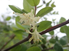 Lonicera