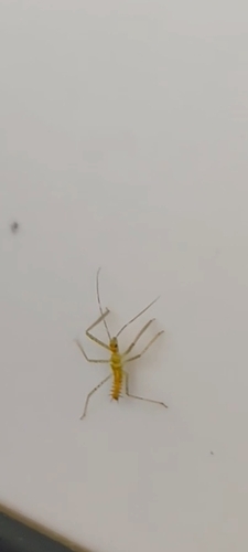 Leafhopper Assassin Bug