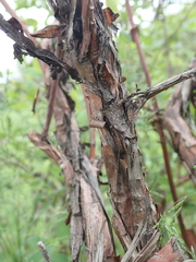Lonicera