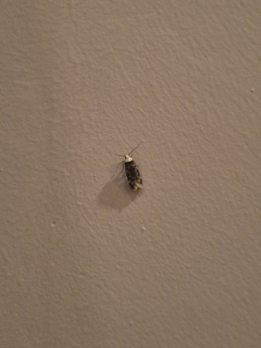 White-shouldered House Moth