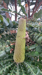 Banksia grandis, photograph (c) Millie Brady, some rights reserved (CC BY)