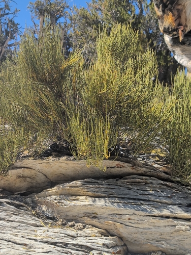 iNaturalist observation photo of Green Ephedra