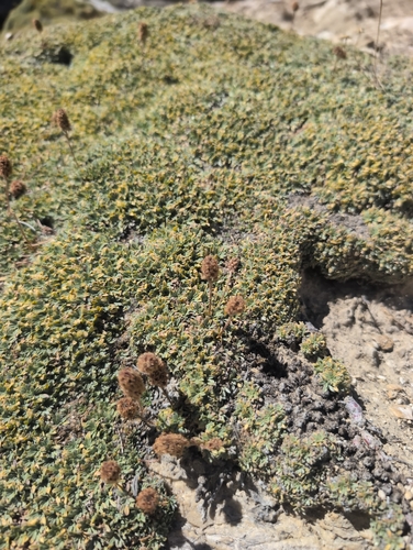 iNaturalist observation photo of mat rock spiraea