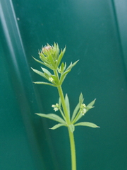 Galium