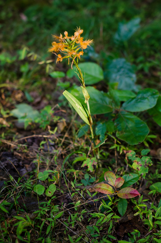 Platanthera ciliaris, photograph 2