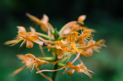 Platanthera ciliaris, photograph 1