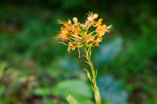 Platanthera ciliaris, photograph 3
