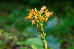 author not stated, no rights reserved Platanthera ciliaris, photograph author not stated, no rights reserved