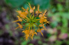 Platanthera ciliaris