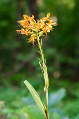 author not stated, no rights reserved Platanthera ciliaris, photograph author not stated, no rights reserved