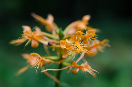 Platanthera ciliaris, photograph 5