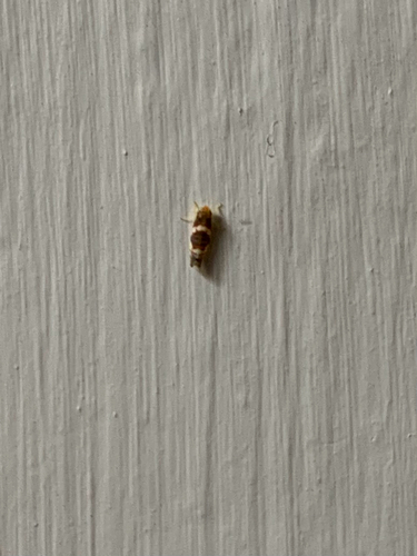 Grapevine Leafhopper