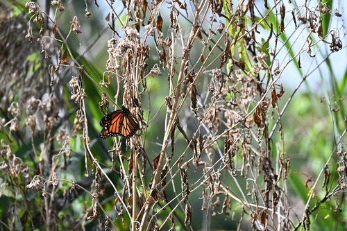Monarch