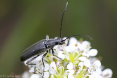 Grammoptera subargentata