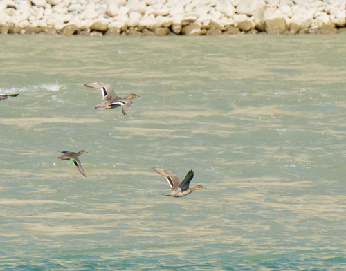 Northern Pintail
