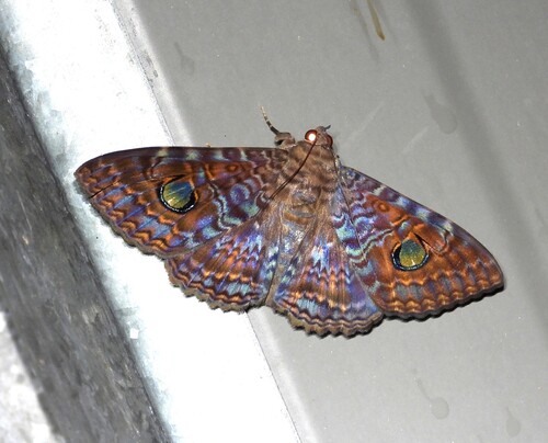 Sericia observed 2026-09-11