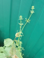 Galium