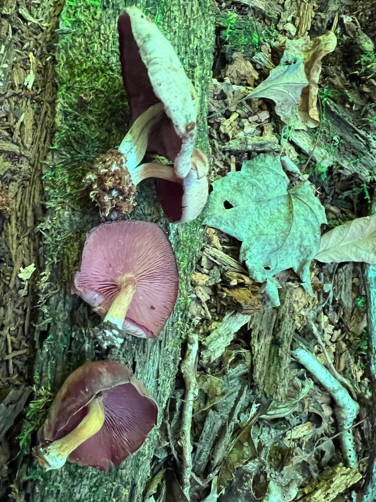 Purple-edged Lute · September 2026 · photo: Photo: (c) Deana Tempest Thomas, some rights reserved (CC BY) · iNaturalist