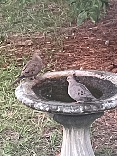 Mourning Dove
