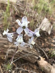 Delphinium lineapetalum