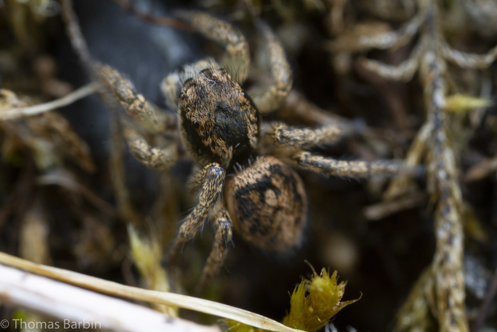 Habronattus ophrys