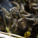 Habronattus ophrys - Photo (c) Thomas Barbin, μερικά δικαιώματα διατηρούνται (CC BY-NC), uploaded by Thomas Barbin