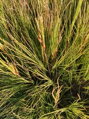 Dracophyllum acerosum