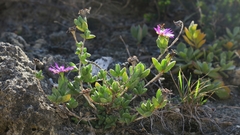 Ruschia neovirens