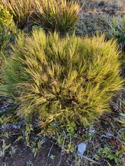 Dracophyllum acerosum