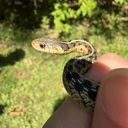 Eastern Garter Snake