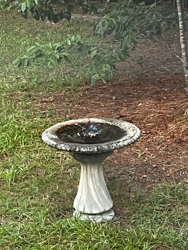 Eastern Bluebird