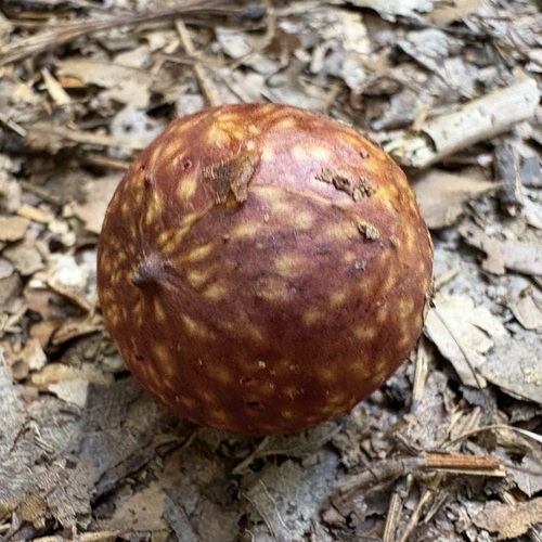 Acorn Plum Gall Wasp