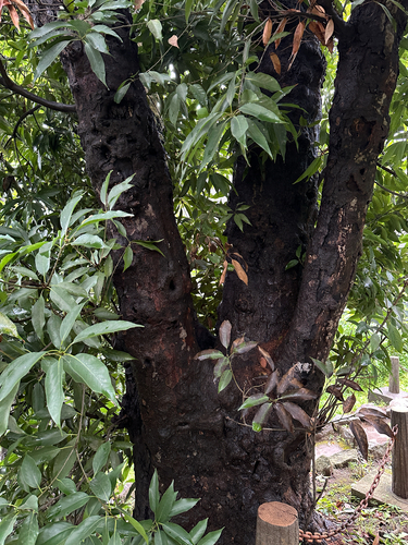 Quercus acuta observed 2026-09-11