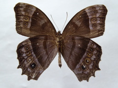 Taygetis inconspicua