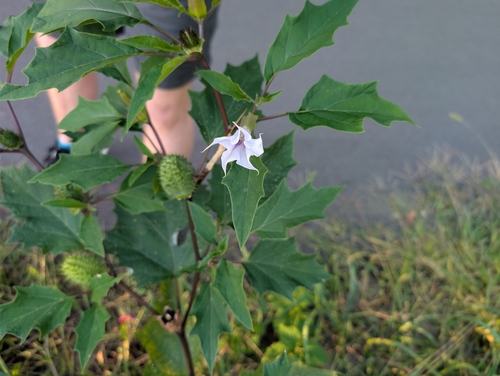 jimsonweed
