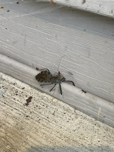 North American Wheel Bug