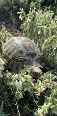 Testudo graeca