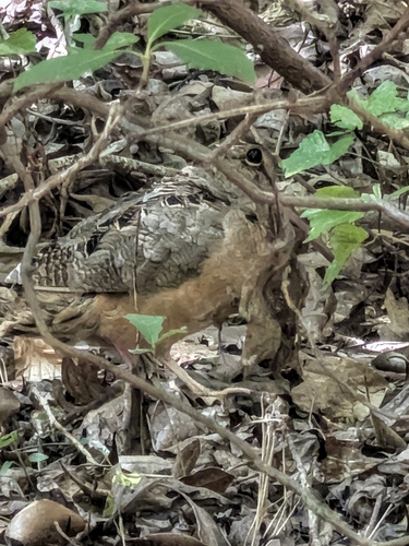 American Woodcock observed by philostitch89
